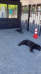 Park Dogs in Santiago, Chile 🐕🇨🇱