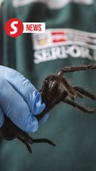 Korean citizen caught with 320 tarantulas and 110 centipedes at Peru airport