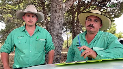 Strathalbyn cattle market