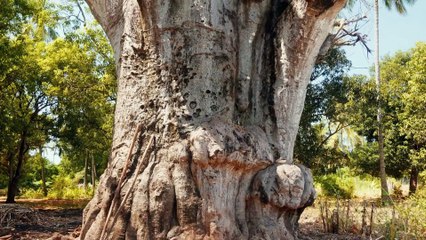 ابناء نوح عليه السلام: كيف أسسوا حضارات العالم بعد الطوفان العظيم  | القصة الكاملة