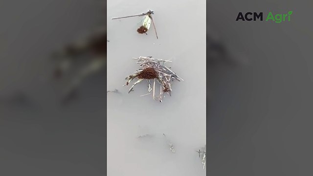 Red imported fire ants seen rafting in Scenic Rim floods