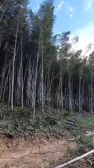The scenery of the bamboo forest from a distance is really beautiful