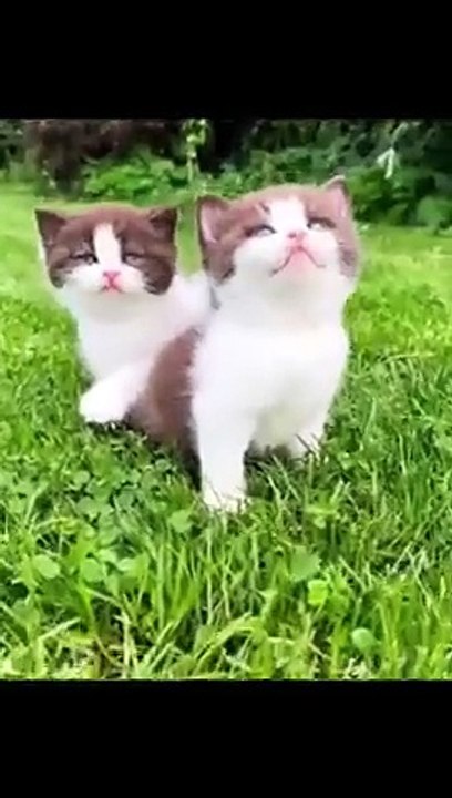 Cute sweet 🎂 cats 😻(