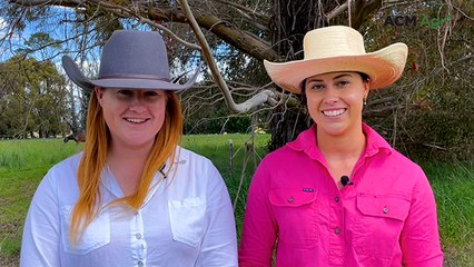 Most influential Merino studs in 2024