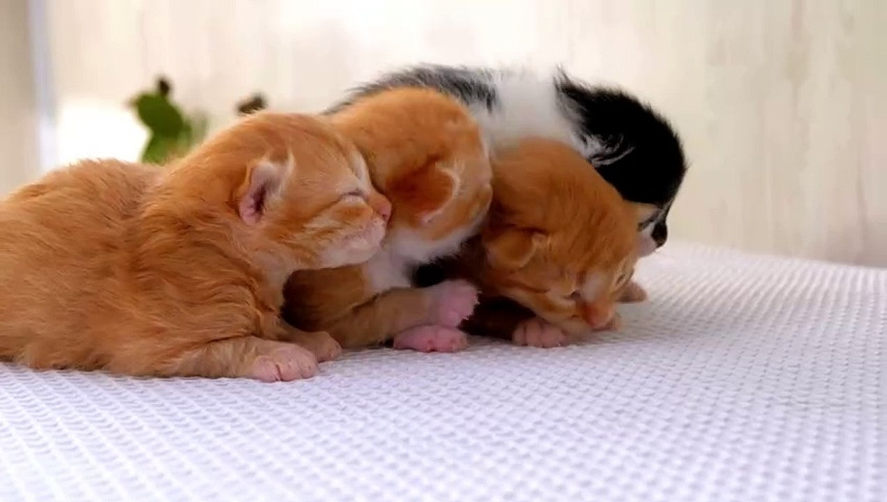 cat new born baby video,cute cat videos.
