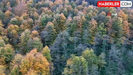 Cankurtaran Ormanları'nda Sonbahar Renk Cümbüşü