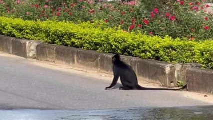 Voọc đen trên núi lao xuống bất ngờ tấn công người dân
