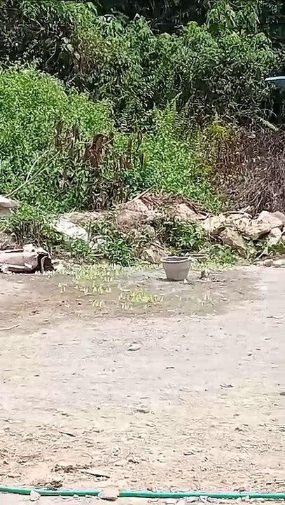 banyak sekali itu yang terbang