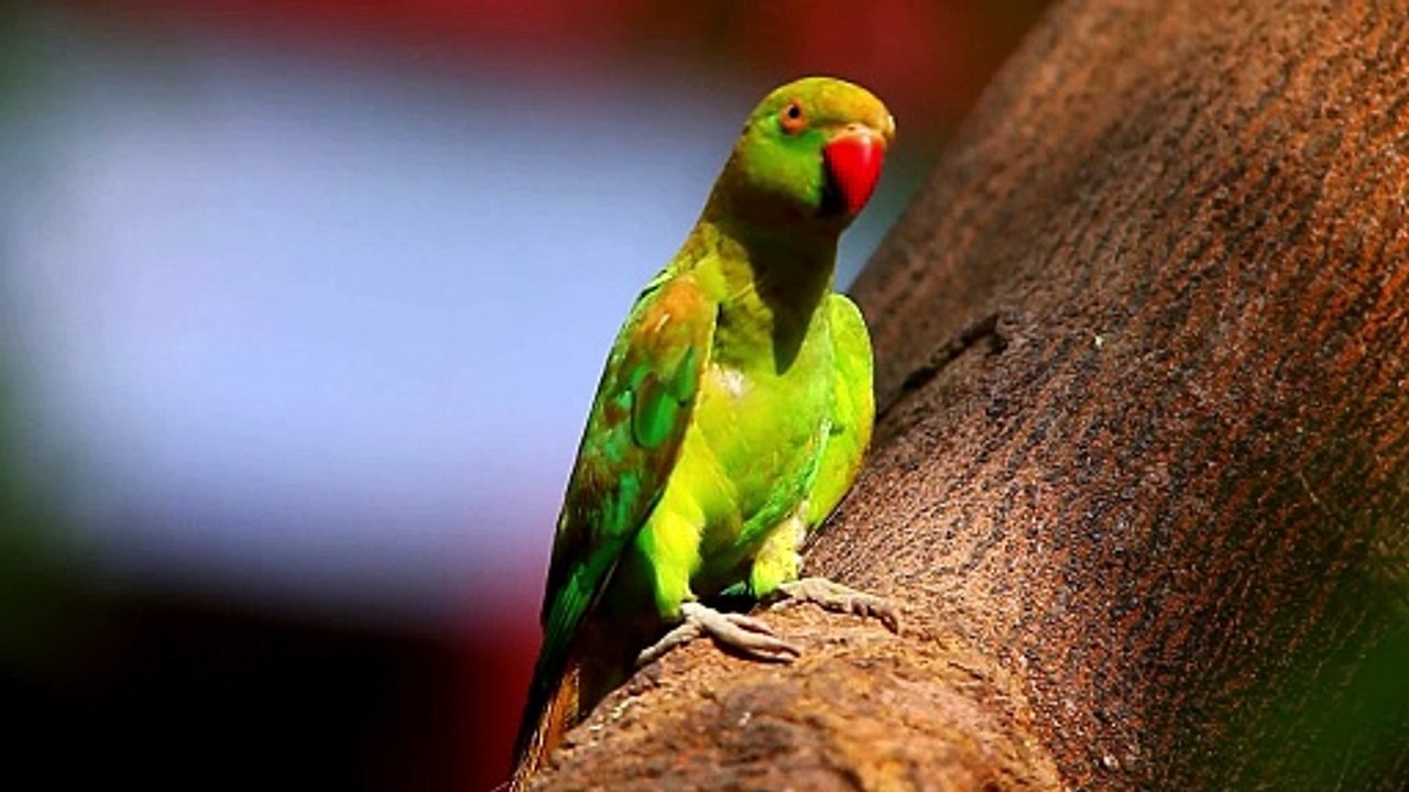 The Ring Necked Parakeet: Close Up HD Footage (Psittacula krameri)