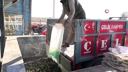 Gaziantep'te zeytinyağı sezonu açıldı! Fabrikalarda yoğun mesai
