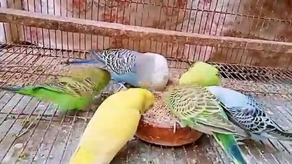 Videos | Short video | funny | Australian parrot | parrot