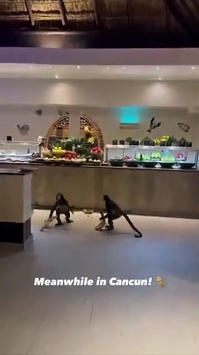 Regardez qui vient voler des bananes dans ce restaurant