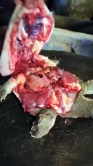 How They Made Oil from Turtle Meat in the Old Days