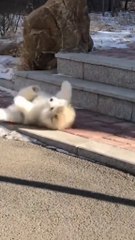 "The Complete Dog & Cat Training Guide"