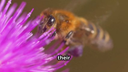 How Do Bees Make Honey Anyway ? -  The Sweet But Kinda Gross Journey