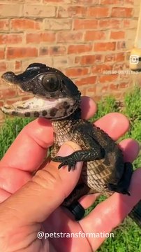 Before & After Animals Growing Up |Nature's Beautiful Animals Evolution💥Shorts#animals #viralvideo