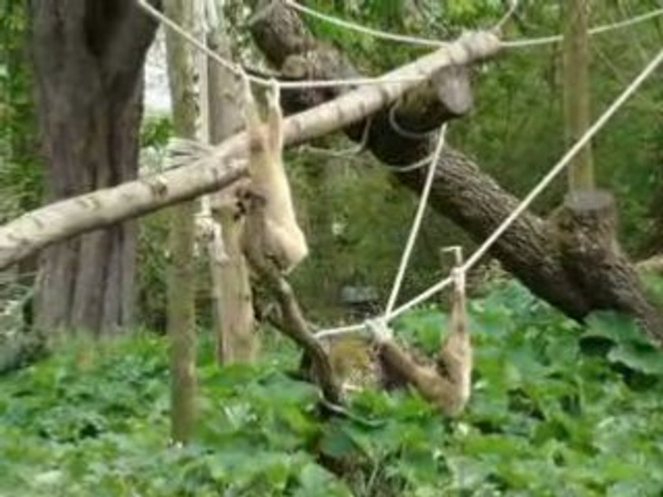 gibbon aux mains blanche du zoo d'amiens