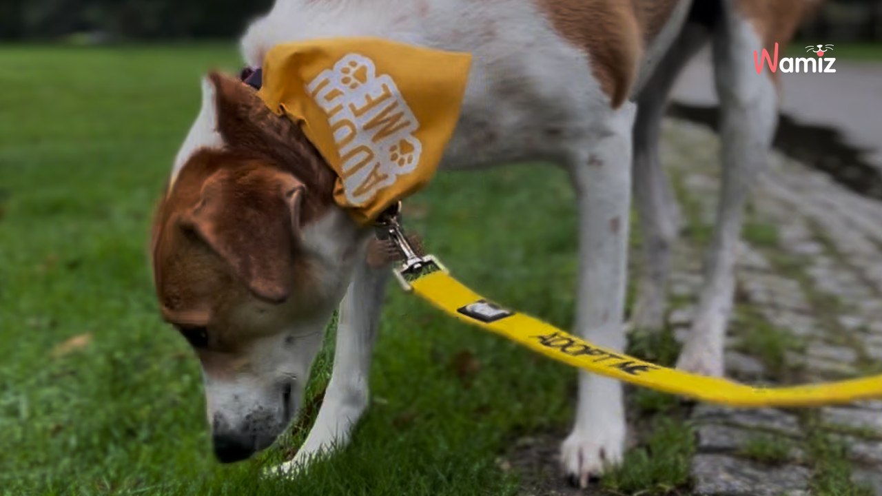 4 ans après son adoption, les maîtres de cette chienne la ramènent au refuge : son retour est terrible (vidéo)