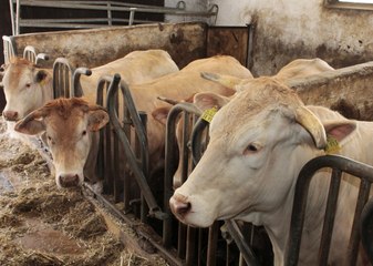 Live dabei beim Rinder-Umzug des "Vollerbauern" in Rasch (Video: Martin Müller)