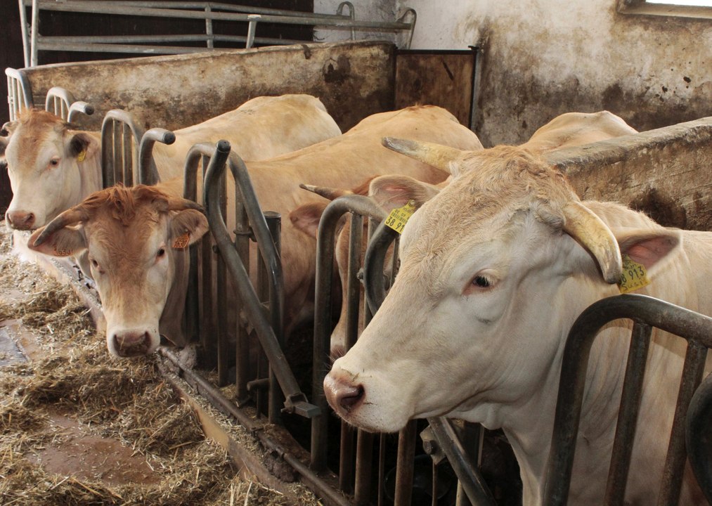 Live dabei beim Rinder-Umzug des 'Vollerbauern' in Rasch (Video: Martin Müller)
