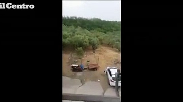 Vasto, i cani salvano la bimba circondata dai cinghiali