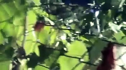 Bisegna, l'orso Forchetta torna a mangiare le mele