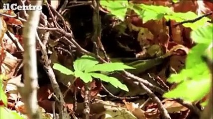 Life Arctos, l'orso bruno marsicano a spasso per l'Appennino