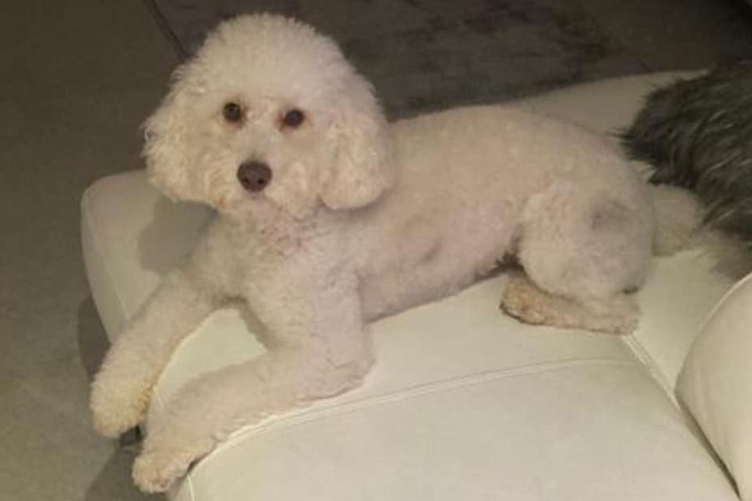 Watch moment Derbyshire family's cockapoo is dognapped in broad daylight