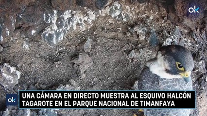 Una cámara en directo muestra al esquivo halcón tagarote en el Parque Nacional de Timanfaya