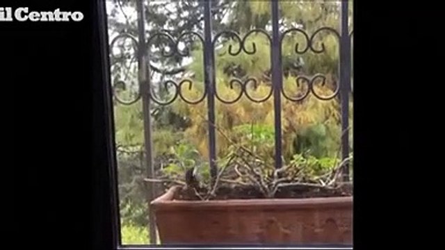 La cinciallegra innamorata si vede allo specchio