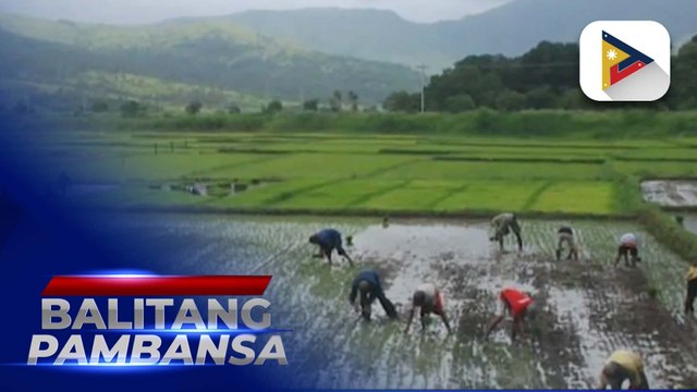 Mga magsasaka sa Nueva Ecija, pinayuhang anihin na ang mga palay bilang paghahanda sa paparating na Bagyong #PepitoPH