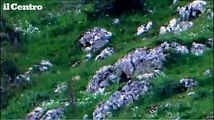 Due cuccioli di orso giocano nel parco nazionale d'Abruzzo