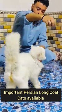 Persian Cat German Shepherd Kohati Gultair Bhagyari Alsatian A lot pets available 03139393944