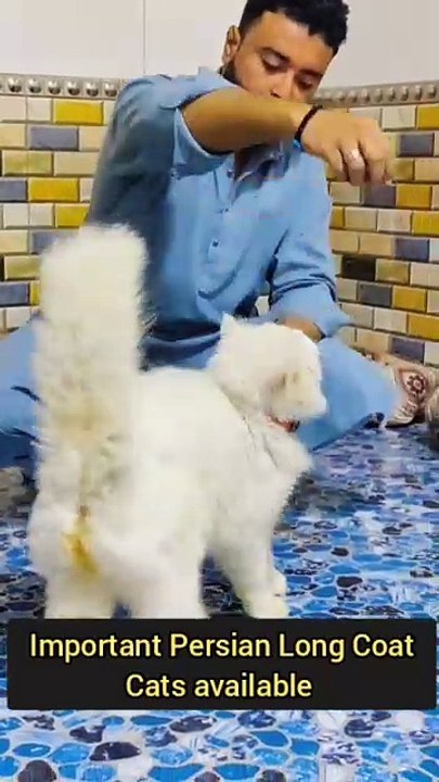 Persian Cat German Shepherd Kohati Gultair Bhagyari Alsatian A lot pets available 03139393944