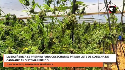 La Biofábrica se prepara para cosechar el primer lote de cosecha de cannabis en sistema híbrido