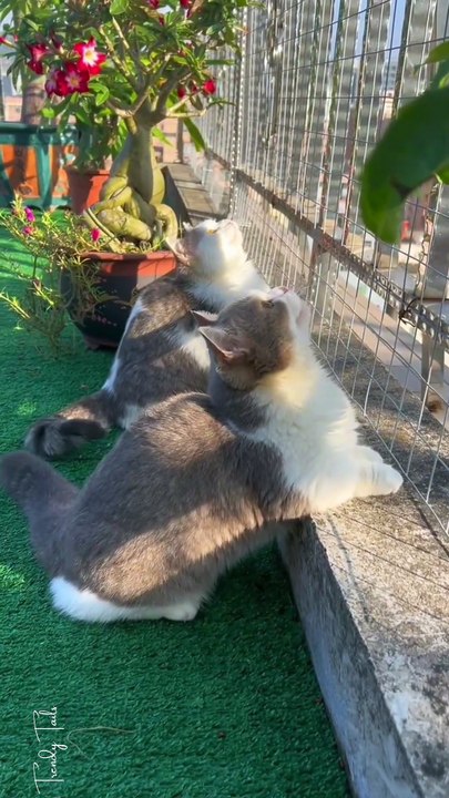 And yes yes cats when they observe birds are too strong they make sounds and movements with their mouth literally kill me