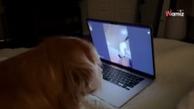 Dog and cat share adorable FaceTime moment that is melting everyone’s heart