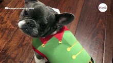 5 pijamas de Navidad para perros que inundarán tu casa con el espíritu navideño que necesitas