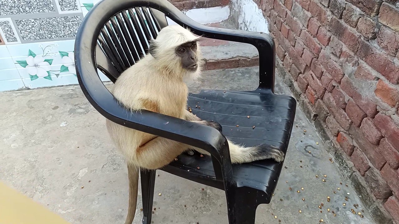 Black monkey video