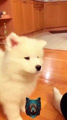 Before & After Animal Transformation. Before & After! 😎✨ #shorts #animals #animaltransformation