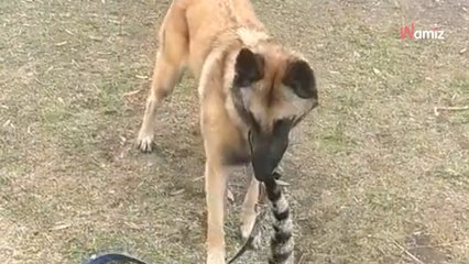 Owczarek niemiecki spotyka kota na smyczy. Jego reakcja jest komiczna