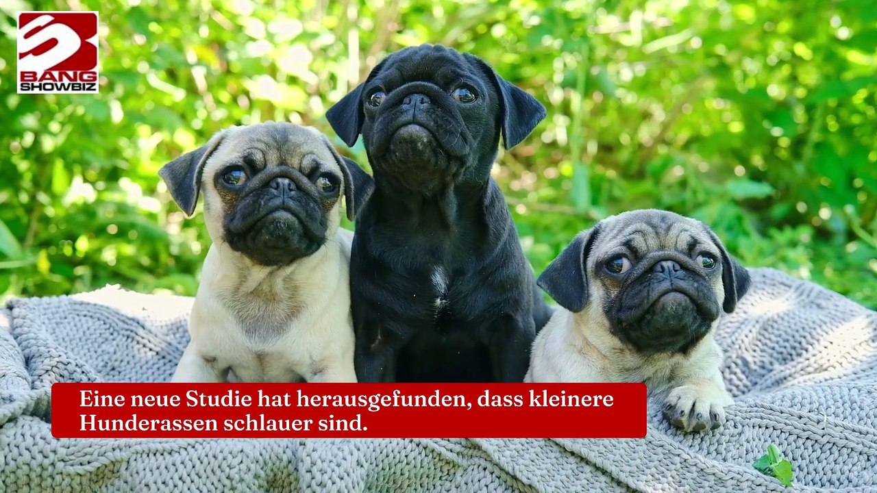 Kleinere Hunde haben das klügste Gehirn