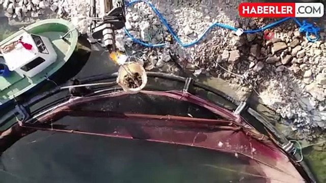 Deriner Barajı'nda İlk Türk Somonu Hasadı Gerçekleştirildi