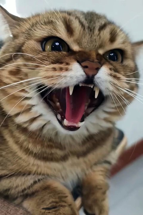 Cute animals funny videos