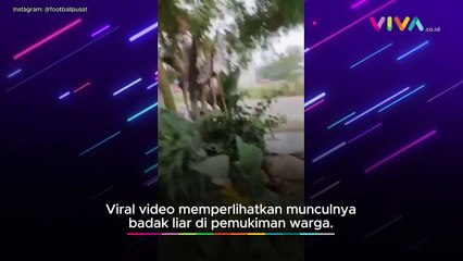 NGIBRIT! Badak Liar Mengamuk Seruduk Motor Warga