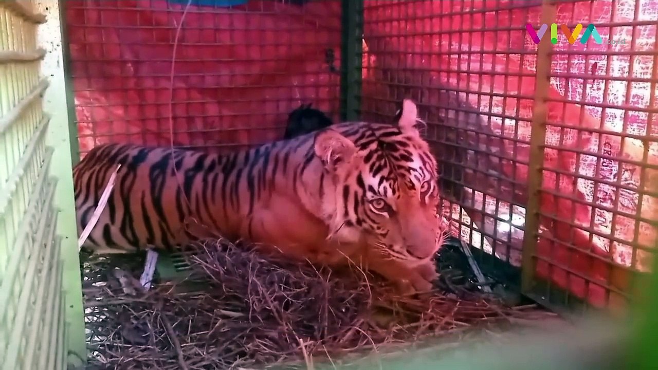 Aksi Ciamik BKSDA Tangkap Harimau Menggunakan Seekor Kambing