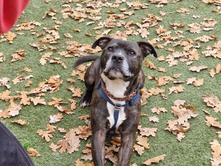Bristol dogs: Meet Nico, the very sweet Staffy looking for his forever home in Bristol