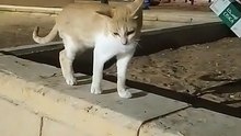Cute Cat in saudia