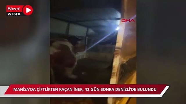 Manisa'da çiftlikten kaçan inek, 42 gün sonra Denizli'de bulundu