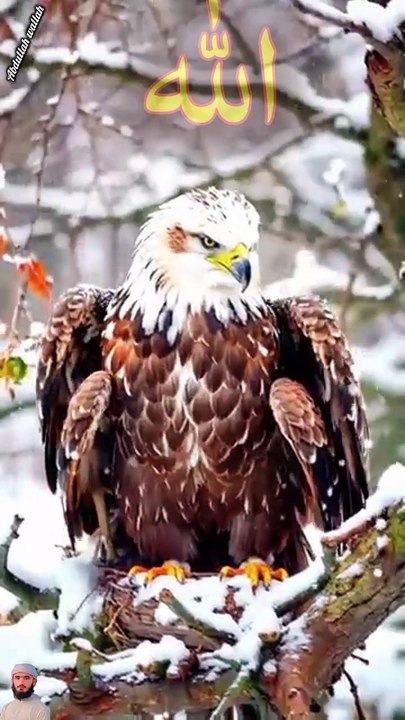 surah jummah 4 create #foryou #foryou #foryou #shorts #IslamicShorts #shortsvideo #shortfeed #NatureInspiredByQuran #bird